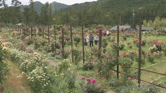 色鮮やかな「手作りバラ園」が見頃 地元の男性が530品種を育てる 三重・大紀町