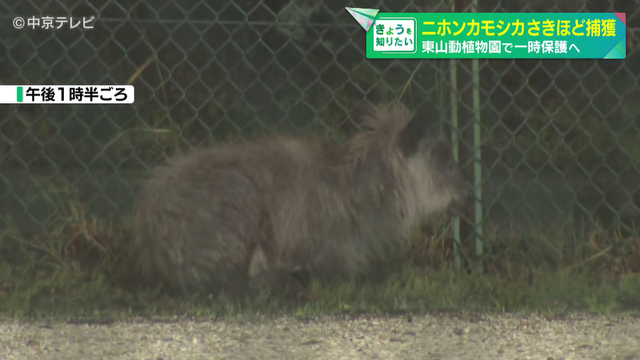 名古屋市内に出没したニホンカモシカ捕獲 東山動植物園で一時保護へ