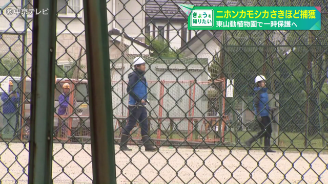 名古屋市内に出没したニホンカモシカ捕獲 東山動植物園で一時保護へ