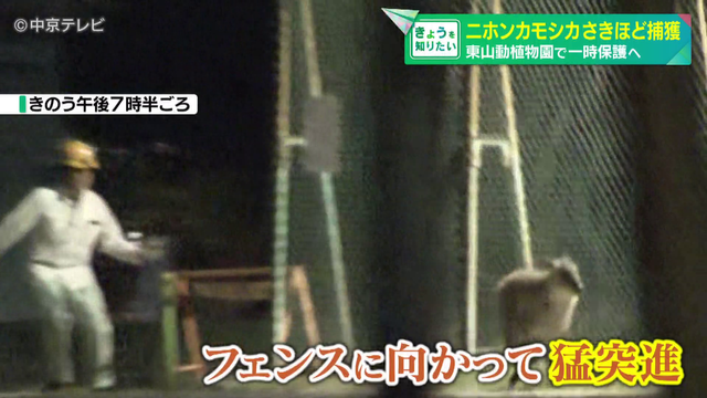 名古屋市内に出没したニホンカモシカ捕獲 東山動植物園で一時保護へ