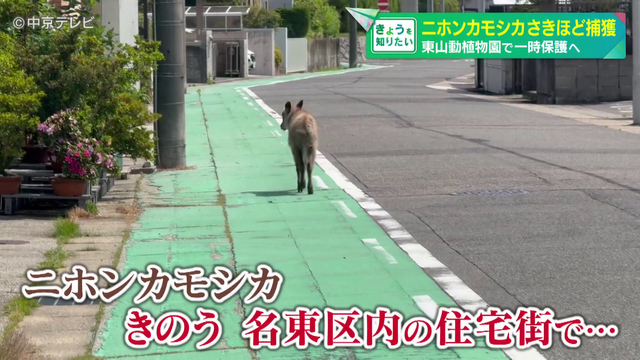 名古屋市内に出没したニホンカモシカ捕獲 東山動植物園で一時保護へ