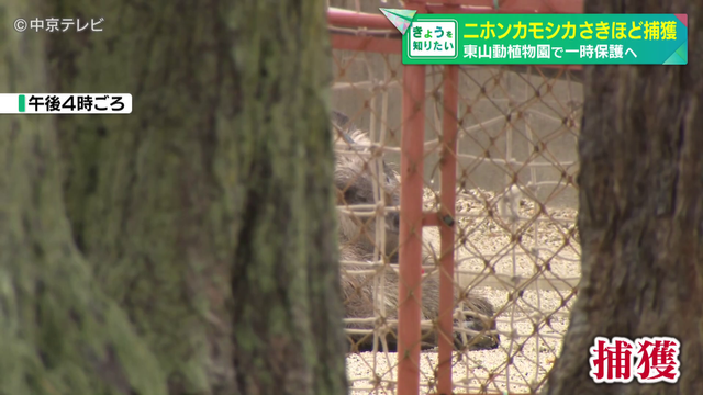 名古屋市内に出没したニホンカモシカ捕獲 東山動植物園で一時保護へ