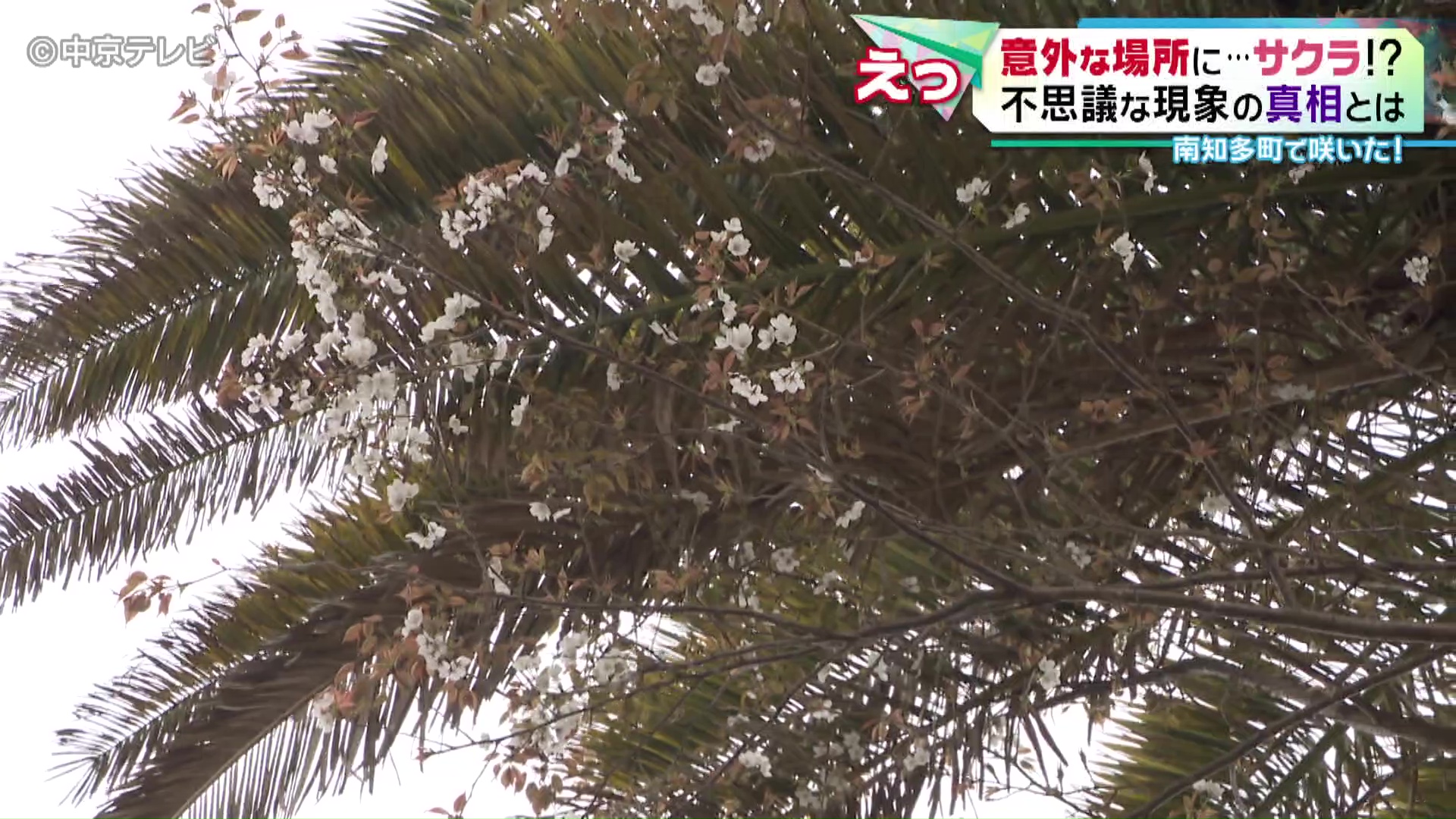 ヤシの木を植えるのは最近自宅に流行ってるようです - 沖縄県のその他