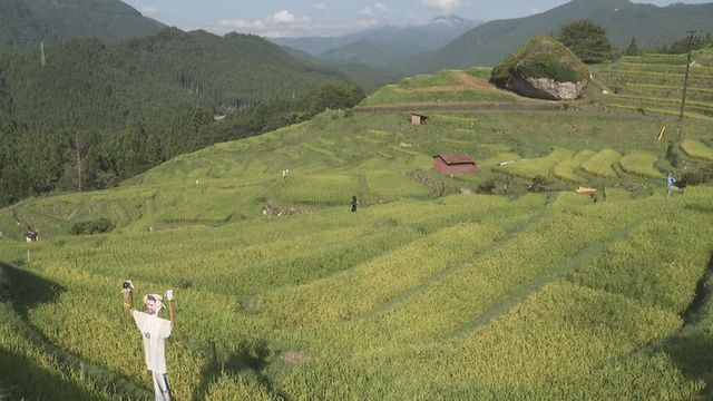 【日本の棚田百選】丸山千枚田で稲刈り 三重・熊野市