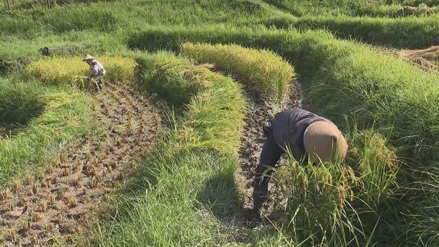 【日本の棚田百選】丸山千枚田で稲刈り 三重・熊野市