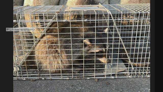 アライグマ“捕獲”で男性を書類送検 やむを得ず捕獲する場合は自治体の許可が必要 愛知・稲沢警察署