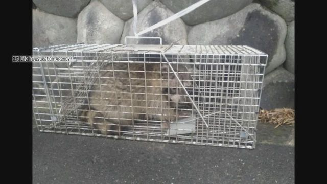 アライグマ“捕獲”で男性を書類送検 やむを得ず捕獲する場合は自治体の許可が必要 愛知・稲沢警察署