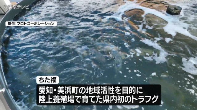 陸上養殖場で育てたトラフグ 約500匹が出荷迎える 愛知・美浜町