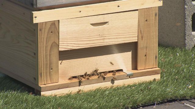 名古屋市役所の屋上でミツバチ飼育　「金シャチハニー」として6月下旬以降に販売予定