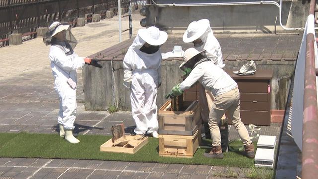 名古屋市役所の屋上でミツバチ飼育　「金シャチハニー」として6月下旬以降に販売予定