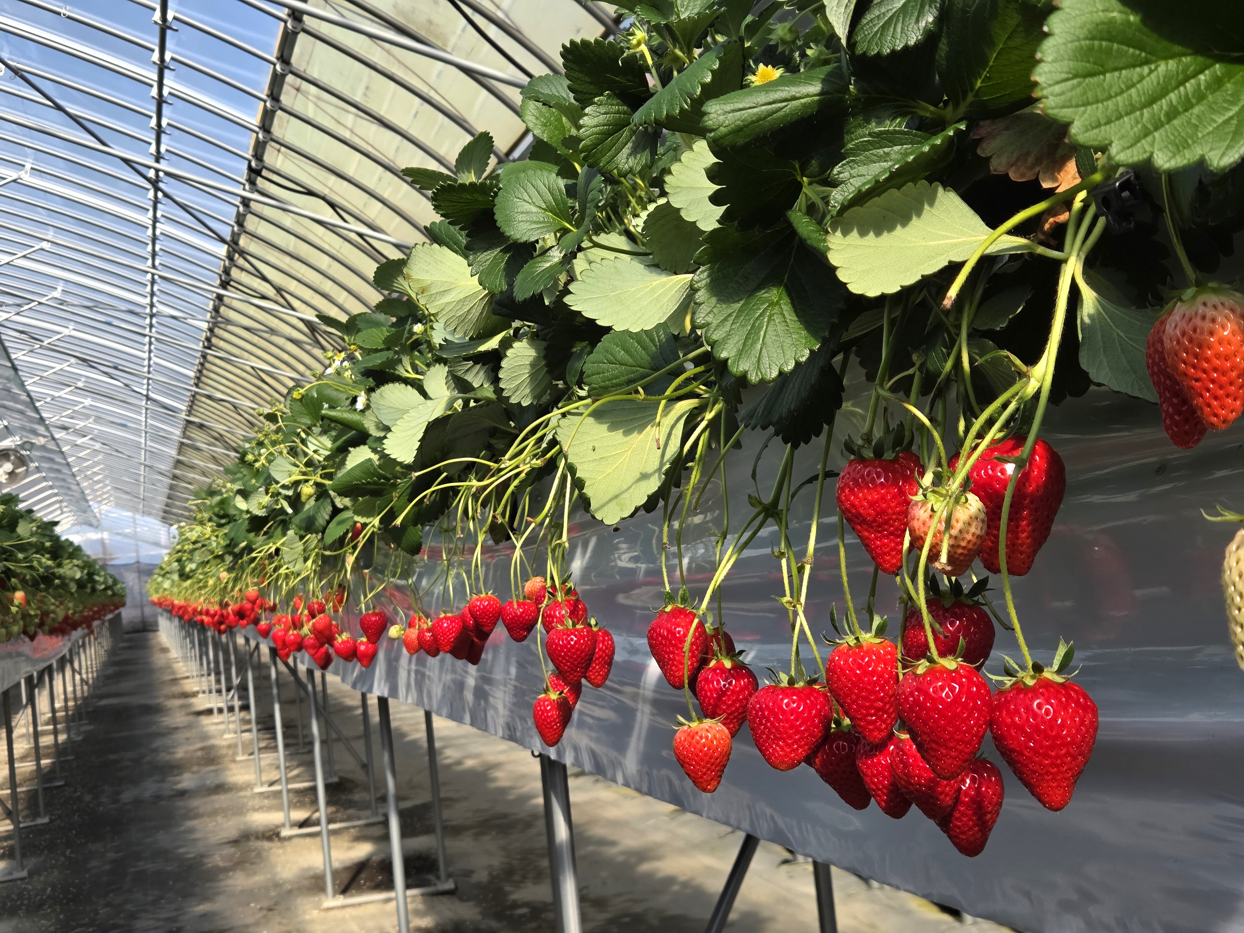 三重・松阪市「髭のよつぼし」が全国いちご選手権で金賞 “抜群の甘さ