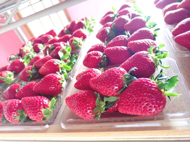 三重・松阪市「髭のよつぼし」が全国いちご選手権で金賞　“抜群の甘さ”で全国432品の激戦を突破、おいしさを引き出す栽培のこだわりとは？