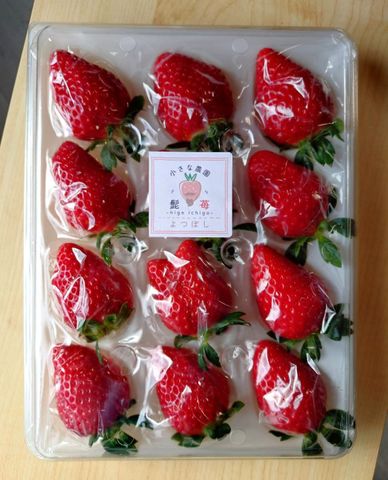 三重・松阪市「髭のよつぼし」が全国いちご選手権で金賞　“抜群の甘さ”で全国432品の激戦を突破、おいしさを引き出す栽培のこだわりとは？