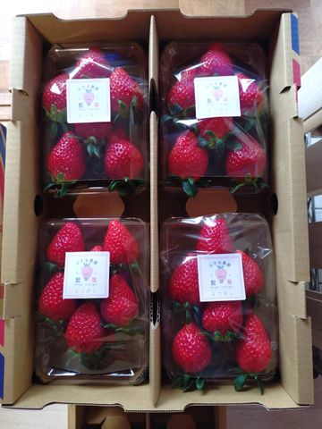 三重・松阪市「髭のよつぼし」が全国いちご選手権で金賞　“抜群の甘さ”で全国432品の激戦を突破、おいしさを引き出す栽培のこだわりとは？