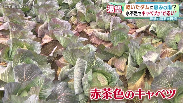 名古屋で“まとまった雨”はXmas以来約50日ぶり　乾いたダムに恵みの雨？　水不足でキャベツが“かるい”　豊橋の農家は苦悩