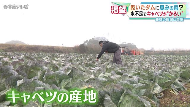 名古屋で“まとまった雨”はXmas以来約50日ぶり　乾いたダムに恵みの雨？　水不足でキャベツが“かるい”　豊橋の農家は苦悩