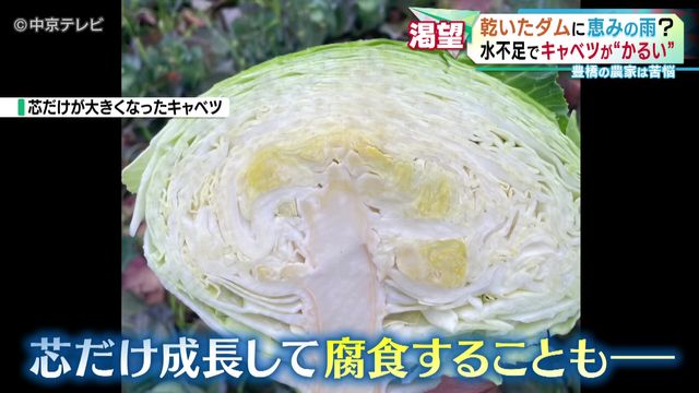 名古屋で“まとまった雨”はXmas以来約50日ぶり　乾いたダムに恵みの雨？　水不足でキャベツが“かるい”　豊橋の農家は苦悩