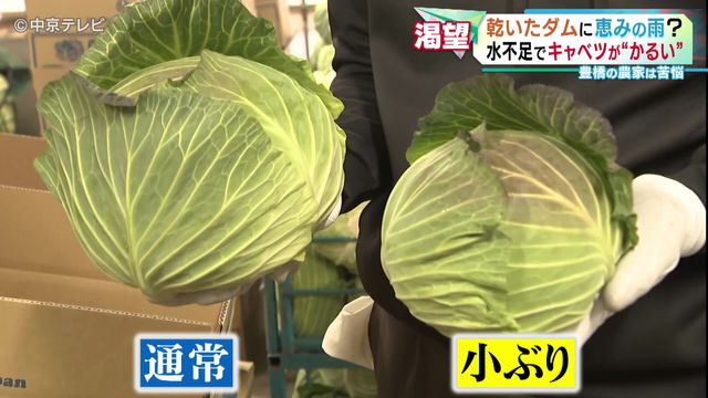 名古屋で“まとまった雨”はXmas以来約50日ぶり　乾いたダムに恵みの雨？　水不足でキャベツが“かるい”　豊橋の農家は苦悩