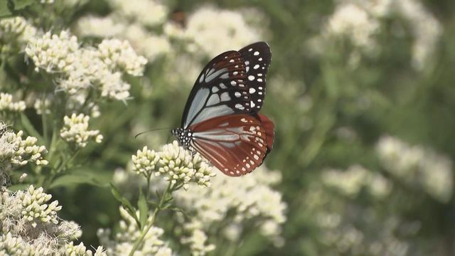 “旅するチョウ”アサギマダラ飛来　岐阜・関ケ原町