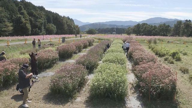 “旅するチョウ”アサギマダラ飛来　岐阜・関ケ原町