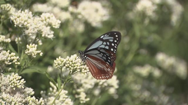 “旅するチョウ”アサギマダラ飛来　岐阜・関ケ原町