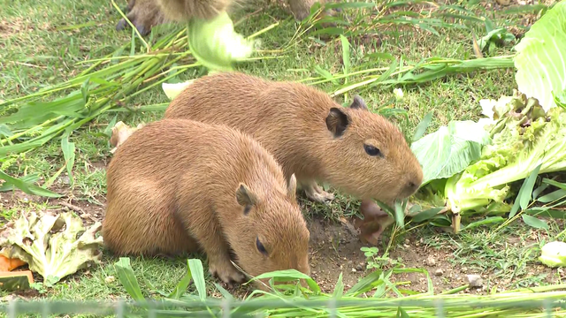 カピバラの赤ちゃん5頭、4月中旬に“新天地”へお引っ越し！体重は生まれた時の10倍に成長、今では葉っぱの争奪戦も！蒲郡・竹島水族館