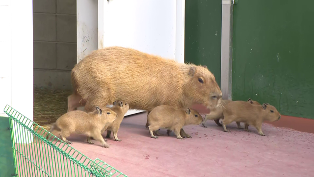 カピバラの赤ちゃん5頭、4月中旬に“新天地”へお引っ越し！体重は生まれた時の10倍に成長、今では葉っぱの争奪戦も！蒲郡・竹島水族館