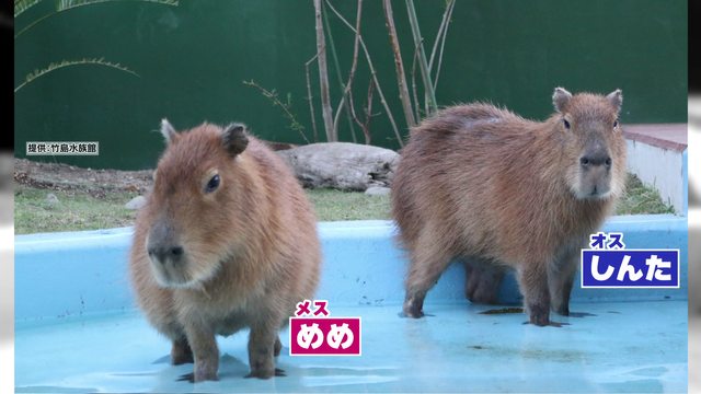 カピバラの赤ちゃん5頭、4月中旬に“新天地”へお引っ越し！体重は生まれた時の10倍に成長、今では葉っぱの争奪戦も！蒲郡・竹島水族館