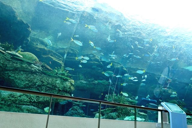 水族館をひとり占め!? シャチもベルーガも見放題の贅沢モーニング 『名古屋港水族館』が1日限定で朝オープン