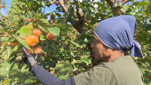 「カメムシ」大量発生で秋の味覚も大打撃　愛知県の柿の被害は過去10年で最悪　カメムシに吸われた柿は黒ずんでボコボコに…