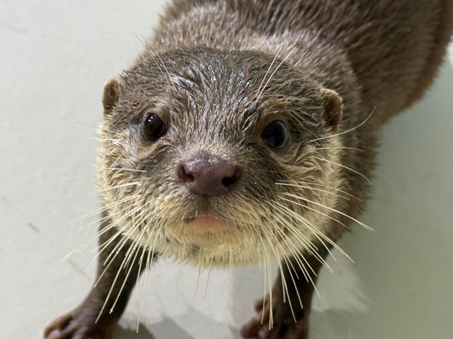 南知多ビーチランド、“29年ぶり”コツメカワウソの赤ちゃん2頭誕生　両親に寄り添いながら巣箱ですくすく成長中、公開予定は生後２か月ごろ