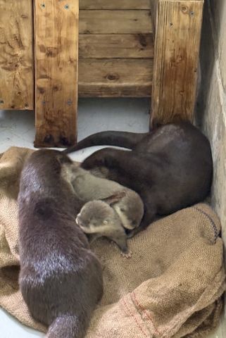 南知多ビーチランド、“29年ぶり”コツメカワウソの赤ちゃん2頭誕生　両親に寄り添いながら巣箱ですくすく成長中、公開予定は生後２か月ごろ