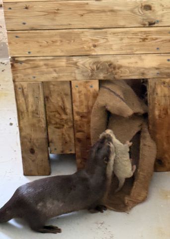 南知多ビーチランド、“29年ぶり”コツメカワウソの赤ちゃん2頭誕生　両親に寄り添いながら巣箱ですくすく成長中、公開予定は生後２か月ごろ