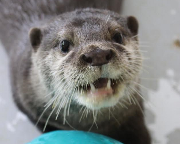 南知多ビーチランド、“29年ぶり”コツメカワウソの赤ちゃん2頭誕生　両親に寄り添いながら巣箱ですくすく成長中、公開予定は生後２か月ごろ