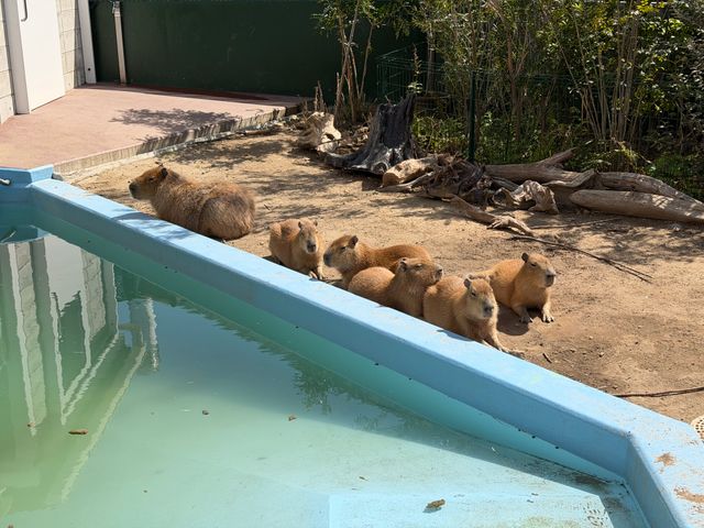 カピバラの赤ちゃん5頭、4月中旬に“新天地”へお引っ越し！体重は生まれた時の10倍に成長、今では葉っぱの争奪戦も！蒲郡・竹島水族館