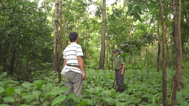 地球の裏側で木を植え続けて30年　先住民が“家族”と呼ぶ日本人の挑戦　「植える文化を人の心に植えていきたい」
