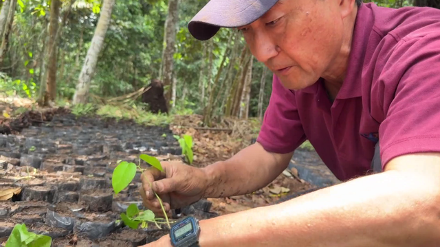 地球の裏側で木を植え続けて30年　先住民が“家族”と呼ぶ日本人の挑戦　「植える文化を人の心に植えていきたい」