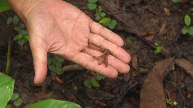 地球の裏側で木を植え続けて30年　先住民が“家族”と呼ぶ日本人の挑戦　「植える文化を人の心に植えていきたい」