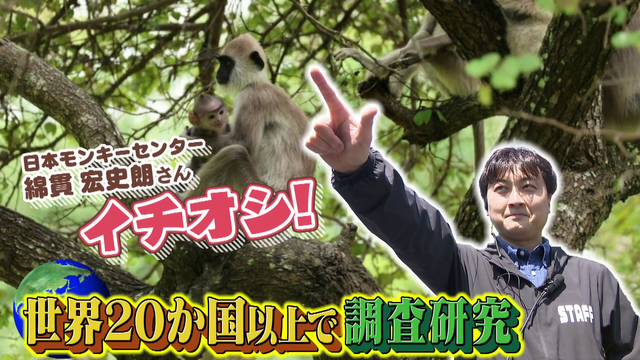 休園前に“見とかなかん！”動物は？ 最高齢・53歳のイケオジゴリラ、日本で一頭だけのサル、双子の赤ちゃん...来園者は約1.5倍に急増　愛知・日本モンキーセンター