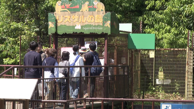 休園前に“見とかなかん！”動物は？ 最高齢・53歳のイケオジゴリラ、日本で一頭だけのサル、双子の赤ちゃん...来園者は約1.5倍に急増　愛知・日本モンキーセンター