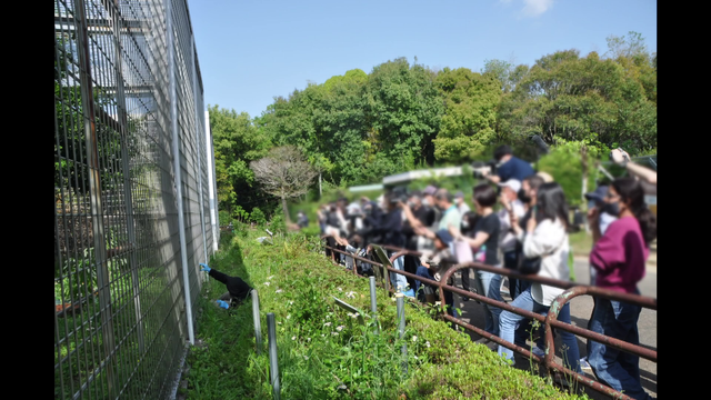 休園前に“見とかなかん！”動物は？ 最高齢・53歳のイケオジゴリラ、日本で一頭だけのサル、双子の赤ちゃん...来園者は約1.5倍に急増　愛知・日本モンキーセンター