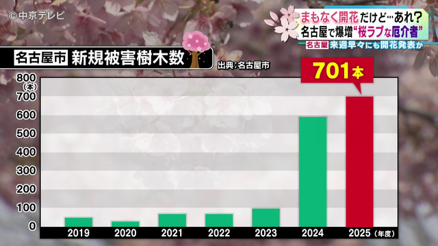 桜を食い荒らす｢外来カミキリムシ｣　花見スポットには切られた桜の姿　名古屋ではここ数年で被害が急増　専門家｢切って処分する方が…｣