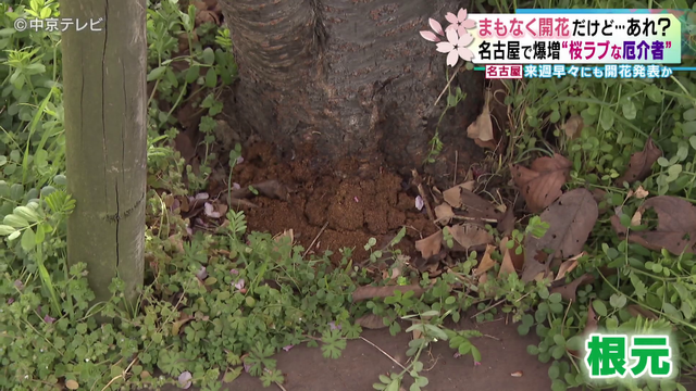 桜を食い荒らす｢外来カミキリムシ｣　花見スポットには切られた桜の姿　名古屋ではここ数年で被害が急増　専門家｢切って処分する方が…｣