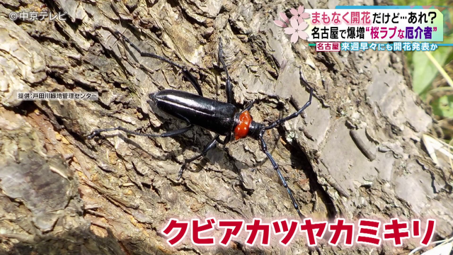 桜を食い荒らす｢外来カミキリムシ｣　花見スポットには切られた桜の姿　名古屋ではここ数年で被害が急増　専門家｢切って処分する方が…｣