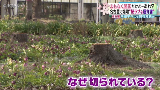 桜を食い荒らす｢外来カミキリムシ｣　花見スポットには切られた桜の姿　名古屋ではここ数年で被害が急増　専門家｢切って処分する方が…｣