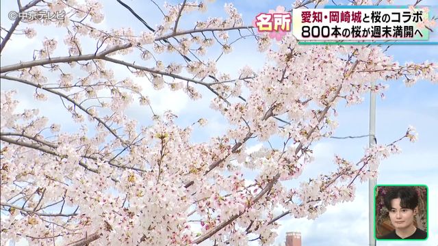 【お花見はどこにいく？】週末は各地で桜が満開へ　愛知・三重・岐阜の桜の名所を解説！