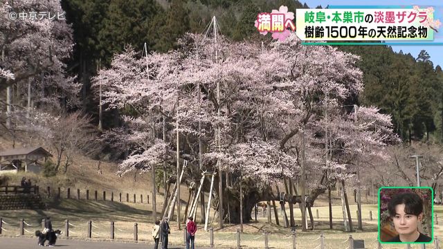 【お花見はどこにいく？】週末は各地で桜が満開へ　愛知・三重・岐阜の桜の名所を解説！