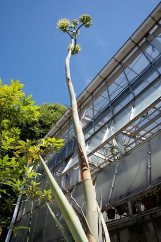 “20～50年に一度しか咲かない花”アガベが東山動植物園で開花　30年かけて成長、見ごろは2週間