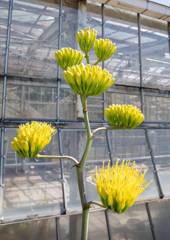 “20～50年に一度しか咲かない花”アガベが東山動植物園で開花　30年かけて成長、見ごろは2週間