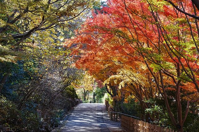 【東山動植物園】秋の風物詩「もみじ狩り」11月14日から開催　500本以上が紅葉する名古屋市の名所　「逆さもみじ」や「五色もみじ」の幻想的なライトアップも
